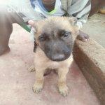 Chiot malinois a vendre  | Dealito.ci