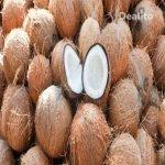 VENTE DE NOIX DE COCO SEC EN GROS  | Dealito.ci