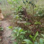 Location 01 hectare à Azaguié pour elevage | Dealito.ci