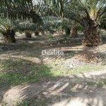 PLANTATION DE PALMIER A HUILE A VENDRE | Dealito.ci