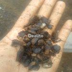 VENTE DE COQUE DE PALMISTE ET HUILE DE PALMISTE  | Dealito.ci