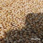 Recherche acheteur pour  soja et du maïs | Dealito.ci