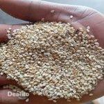 VENTE DE SESAME EN GRANDE QUANTITÉ | Dealito.ci