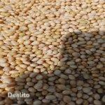 Soja blanc disponible en stock  | Dealito.ci