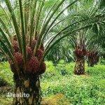 PALMIERS A HUILE EN VENTE | Dealito.ci